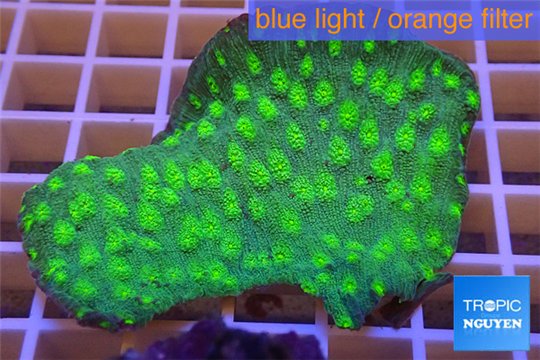 Echinopora lamellosa green 5-6 cm WYSIWYG acclimaté