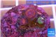 Zoanthus armor of good 4 polyps WYSIWYG acclimaté