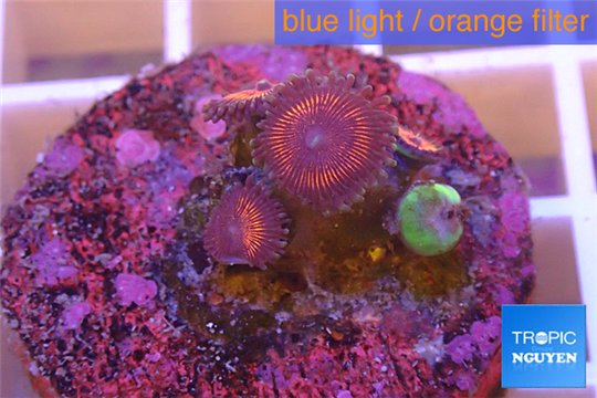 Zoanthus armor of good 4 polyps WYSIWYG acclimaté