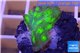 Echinopora lamellosa green 2-3 cm WYSIWYG acclimaté