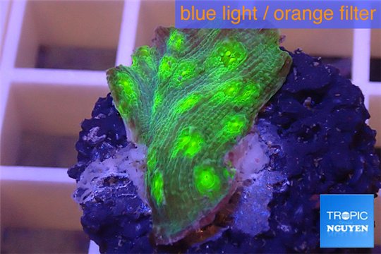 Echinopora lamellosa green 2-3 cm WYSIWYG acclimaté
