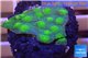 Echinopora lamellosa green 2-3 cm WYSIWYG acclimaté