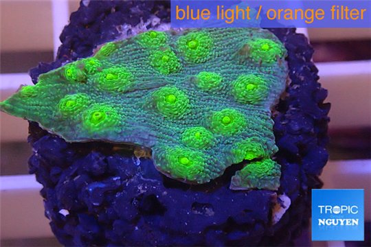 Echinopora lamellosa green 2-3 cm WYSIWYG acclimaté