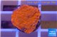 Montipora capricornis red plate 1-2 cm WYSIWYG acclimaté