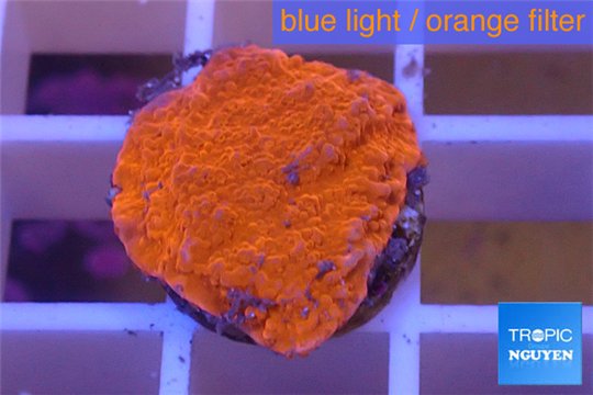 Montipora capricornis red plate 1-2 cm WYSIWYG acclimaté