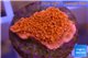 Montipora capricornis red plate 1-2 cm WYSIWYG acclimaté