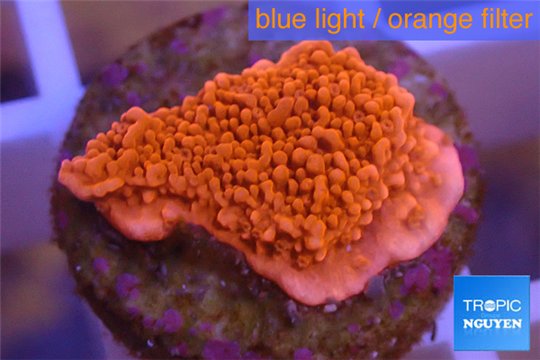 Montipora capricornis red plate 1-2 cm WYSIWYG acclimaté