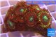Zoanthus red magician 3-4 cm WYSIWYG acclimaté