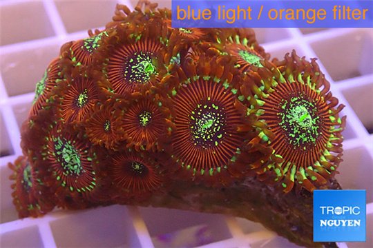 Zoanthus red magician 3-4 cm WYSIWYG acclimaté