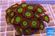 Zoanthus apple candy premium 6-9 cm WYSIWYG acclimaté