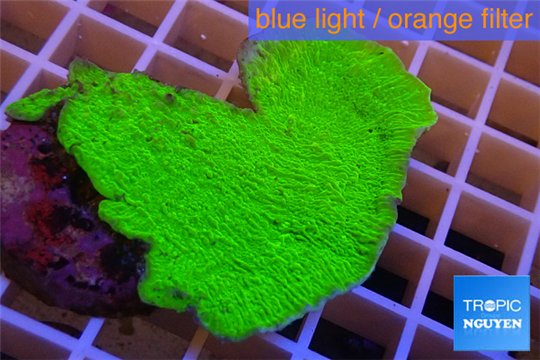 Montipora capricornis green plate 3-4 cm WYSIWYG acclimaté