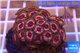 Zoanthus pink zipper 3-4 cm WYSIWYG acclimaté