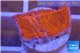 Montipora capricornis red plate 1-2 cm WYSIWYG acclimaté