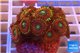 Zoanthus red magician 3-5 cm WYSIWYG acclimaté