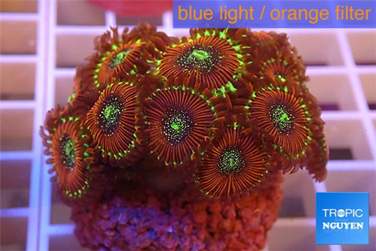 Zoanthus red magician 3-5 cm WYSIWYG acclimaté
