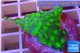Echinopora lamellosa green 2-3 cm WYSIWYG acclimaté