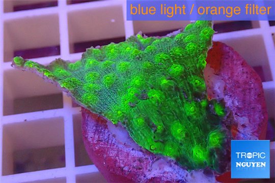 Echinopora lamellosa green 2-3 cm WYSIWYG acclimaté