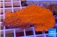 Montipora capricornis red plate 4-5 cm WYSIWYG acclimaté