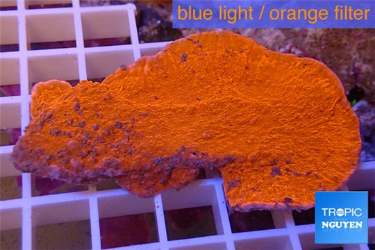 Montipora capricornis red plate 4-5 cm WYSIWYG acclimaté