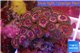 Zoanthus pink zipper 3-4 cm WYSIWYG acclimaté