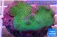 Montipora digitata green 3-4 cm WYSIWYG acclimaté