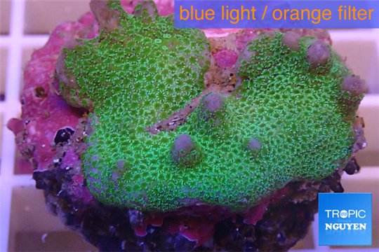 Montipora digitata green 3-4 cm WYSIWYG acclimaté