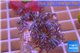 Xenia long polyps 2-4 cm WYSIWYG acclimaté