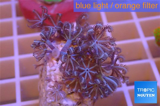 Xenia long polyps 2-4 cm WYSIWYG acclimaté