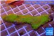 Montipora red fire forest 4-6 cm WYSIWYG acclimaté