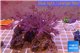 Xenia long polyps 8-12 cm WYSIWYG acclimaté