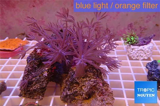 Xenia long polyps 8-12 cm WYSIWYG acclimaté
