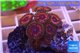 Zoanthus pink zipper 3-4 cm WYSIWYG acclimaté
