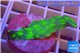 Echinopora lamellosa green 2-3 cm WYSIWYG acclimaté