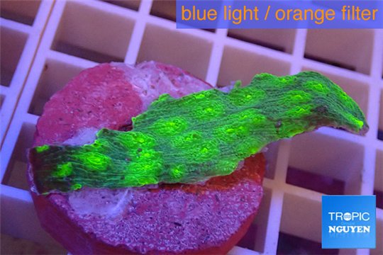Echinopora lamellosa green 2-3 cm WYSIWYG acclimaté