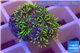 Pachyclavularia pink neon green 1-2 cm WYSIWYG acclimaté
