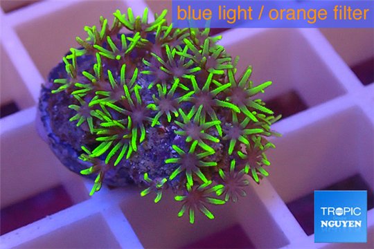 Pachyclavularia pink neon green 1-2 cm WYSIWYG acclimaté