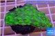 Echinopora lamellosa green 3-4 cm WYSIWYG acclimaté