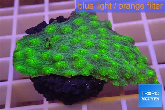Echinopora lamellosa green 3-4 cm WYSIWYG acclimaté