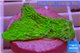 Montipora capricornis green plate 3-4 cm WYSIWYG acclimaté