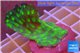 Echinopora lamellosa green 3-4 cm WYSIWYG acclimaté