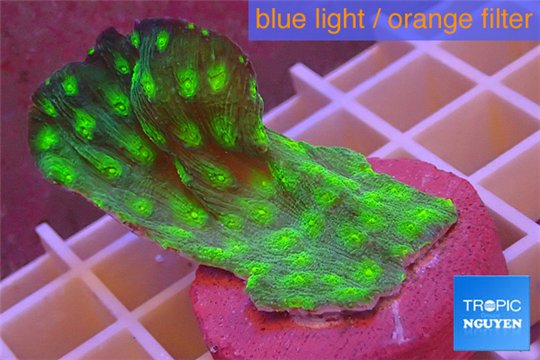 Echinopora lamellosa green 3-4 cm WYSIWYG acclimaté