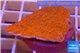Montipora capricornis red plate 3-4 cm WYSIWYG acclimaté