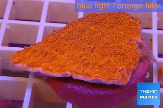 Montipora capricornis red plate 3-4 cm WYSIWYG acclimaté