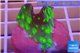 Echinopora lamellosa green 2-3 cm WYSIWYG acclimaté