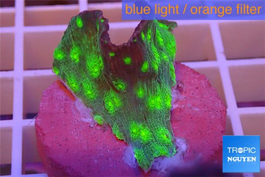 Echinopora lamellosa green 2-3 cm WYSIWYG acclimaté