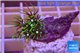 Pachyclavularia pink neon green 2-3 cm WYSIWYG acclimaté