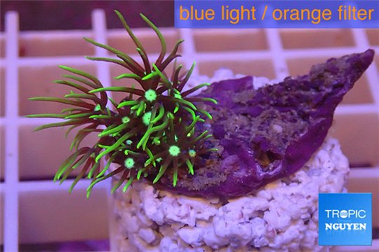 Pachyclavularia pink neon green 2-3 cm WYSIWYG acclimaté