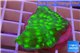Echinopora lamellosa green 3-4 cm WYSIWYG acclimaté