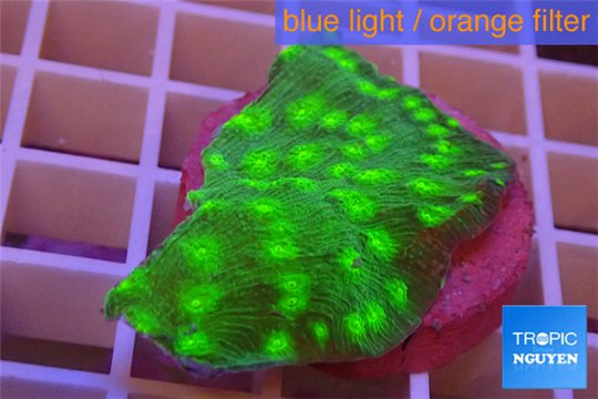 Echinopora lamellosa green 3-4 cm WYSIWYG acclimaté