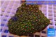 Zoanthus sunset kiwi 8-10 cm WYSIWYG acclimaté
